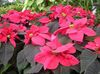 mannigfaltig Pflanze Weihnachtsstern, Noche Buena, , Weihnachten Blume foto (Dekorative-Laub)