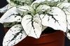 biały Roślina Hypoestes (Gipestes) zdjęcie (Dekoracyjny-Liście)