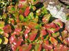 multicolor Planta Schizocodon mynd (Ferskt Ornamentals)