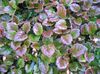 pestrobarevný Rostlina Schizocodon fotografie (Dekorativní-Listnaté)