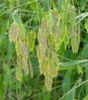 绿 卉 金光闪烁草，野燕麦，北海燕麦 照片 (谷物)