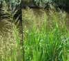 Striped Manna Grass, Reed Manna Grass