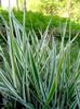 aquatic plants Striped Manna Grass, Reed Manna Grass