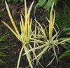 yellow Striped Manna Grass, Reed Manna Grass