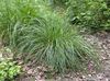 licht groen Plant Getuft Hairgrass (Gouden Hairgrass) foto (Granen)