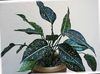 motley  Aglaonema, Silver Evergreen photo (Herbaceous Plant)