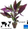 紫 室内植物 空心莲子草 照片 (灌木)
