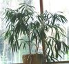 groen  Bamboe foto (Kruidachtige Plant)