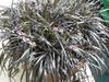 sølvfarvede  Black Dragon, Lilje-Græstørv, Slangens Skæg foto (Urteagtige Plante)