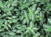 agățat de plante Callisia, Evreu Bolivian