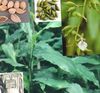 zeljasta biljka Cardamomum, Elettaria Cardamomum