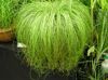 világos zöld  Carex, Sás fénykép (Lágyszárú Növény)