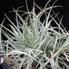 silvery Carex, Sedge