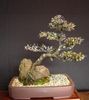 сріблястий Кімнатна рослина Корок фото (Дерево)