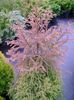 kırmızı Ev bitkisi Kriptomeri fotoğraf (Ağaç)