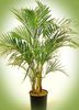 Kodrasti Palm, Kentia Palm, Raj Palm