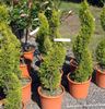 šviesiai žalia Dekoratyviniai augalai Kiparisas nuotrauka (Medis)