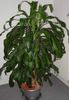 bont  Dracaena foto (Kruidachtige Plant)