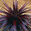 claret  Dyckia photo (Herbaceous Plant)