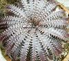 silvery  Dyckia photo (Herbaceous Plant)