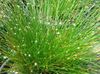 green  Fiber-optic grass photo (Herbaceous Plant)