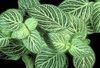 herbaceous planta Fittonia, Tauga Planta