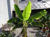 зелен Кућа биљка Цветање Банана фотографија (Дрвета)