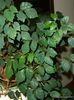 temno-zelena  Ivy Grape, Hrast Leaf Ivy fotografija (Ampelnye)