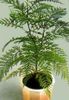 зеленый Комнатное растение Гревиллея фото (Деревья)