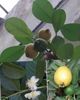 verde Pianta della casa Guava, Guava Tropicale foto (Gli Alberi)