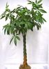 grün Zimmerpflanze Pachira Aquatica, Wasserkastanien foto (Bäume)