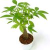 zelená Pokojová rostlina Guyana Kaštan, Vodní Kaštan fotografie (Stromy)