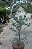 მწვანე სახლი მცენარეთა რეზინის ხე ფოტო 