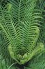 მწვანე  მძიმე Fern ფოტო (ბალახოვანი მცენარე)