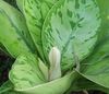 green  Homalomena photo (Herbaceous Plant)