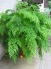 light green  Maidenhair Fern photo (Herbaceous Plant)