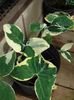 motley  Malanga, Yautia photo (Herbaceous Plant)