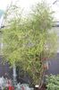 green Houseplant Melaleuca photo (Tree)