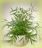 groen  Miniatuur Bamboe foto (Kruidachtige Plant)