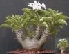 ბალახოვანი მცენარე Pachypodium