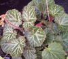 pendurado planta Pedlar's Basket, Rowing Sailor, Strawberry Geranium