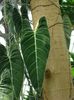 Philodendron Winorośli