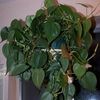 žalias Dekoratyviniai augalai Filodendras Liana nuotrauka 