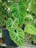 緑色 観葉植物 フィロデンドロンの蔓 フォト (つる植物)