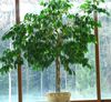 зеленый Комнатное растение Пизония фото (Деревья)