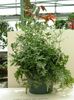 grænt  Pteris mynd (Herbaceous Planta)
