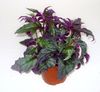 紫のベルベットの植物、王室のベルベットの植物