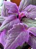მეწამული  Purple Velvet ქარხანა, Royal Velvet ქარხანა ფოტო (ბალახოვანი მცენარე)