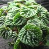 herbaceous plant Radiator Plant, Watermelon Begonias, Baby Rubber Plant