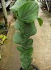 зелен  Шљунак Биљка фотографија (Лијана)